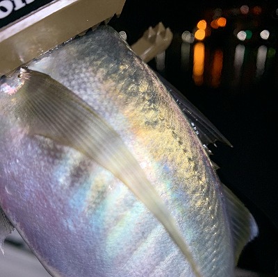 フィシングボートAir(エアー) 釣果