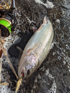 志高湖フィッシング 釣果