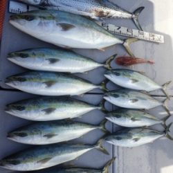 磯部釣船 直栄丸 釣果