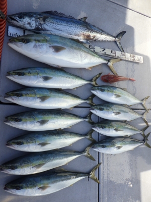 磯部釣船 直栄丸 釣果