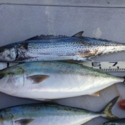 磯部釣船 直栄丸 釣果