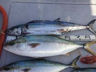 磯部釣船 直栄丸 釣果