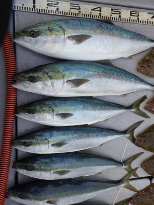 磯部釣船 直栄丸 釣果