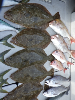 磯部釣船 直栄丸 釣果