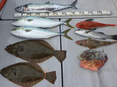 磯部釣船 直栄丸 釣果