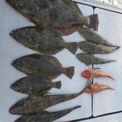 磯部釣船 直栄丸 釣果