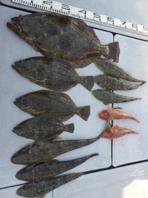 磯部釣船 直栄丸 釣果