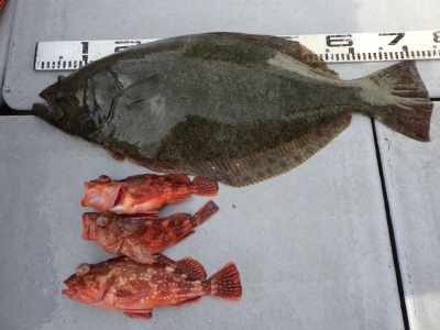 磯部釣船 直栄丸 釣果