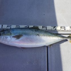 磯部釣船 直栄丸 釣果