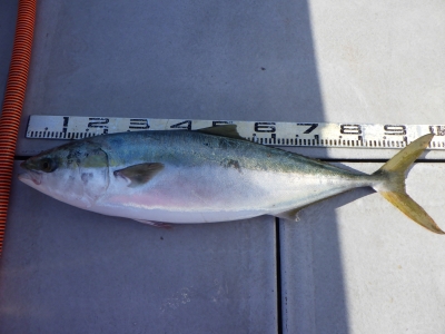 磯部釣船 直栄丸 釣果