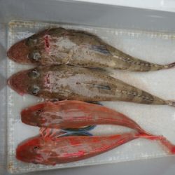 磯部釣船 直栄丸 釣果