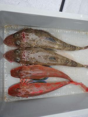 磯部釣船 直栄丸 釣果