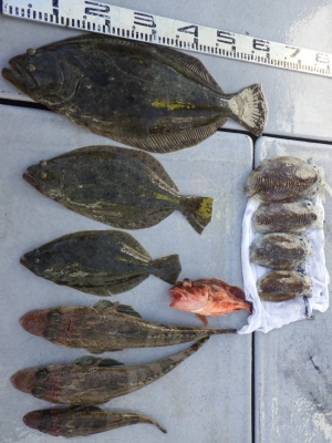 磯部釣船 直栄丸 釣果