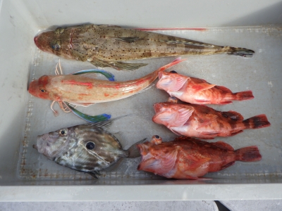 磯部釣船 直栄丸 釣果