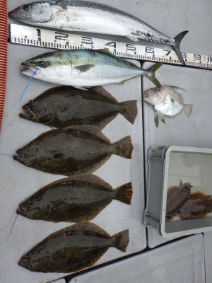 磯部釣船 直栄丸 釣果