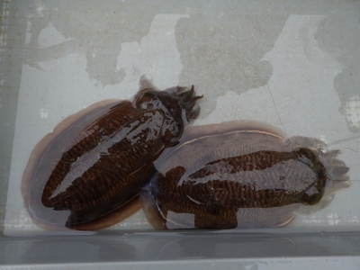 磯部釣船 直栄丸 釣果