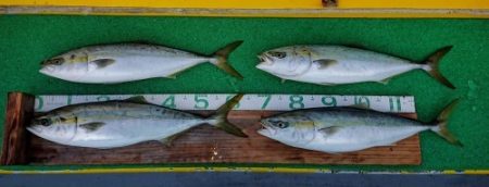 火遠理丸（ほおりまる） 釣果