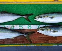 火遠理丸(ほおりまる) 釣果