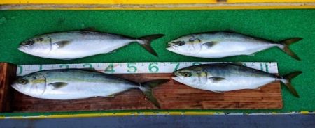 火遠理丸(ほおりまる) 釣果