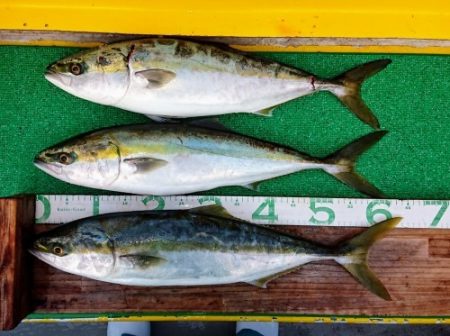 火遠理丸(ほおりまる) 釣果