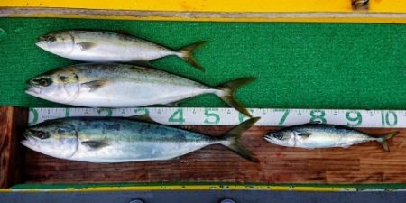 火遠理丸(ほおりまる) 釣果