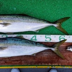 火遠理丸(ほおりまる) 釣果