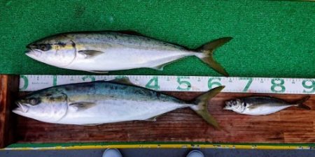 火遠理丸(ほおりまる) 釣果