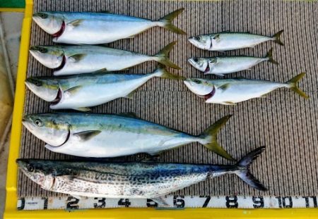 火遠理丸（ほおりまる） 釣果