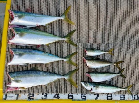 火遠理丸（ほおりまる） 釣果