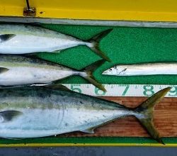 火遠理丸(ほおりまる) 釣果