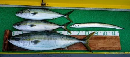 火遠理丸(ほおりまる) 釣果