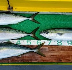 火遠理丸(ほおりまる) 釣果