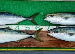 火遠理丸(ほおりまる) 釣果