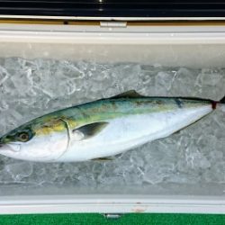 火遠理丸(ほおりまる) 釣果