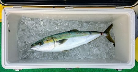 火遠理丸(ほおりまる) 釣果