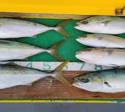 火遠理丸(ほおりまる) 釣果