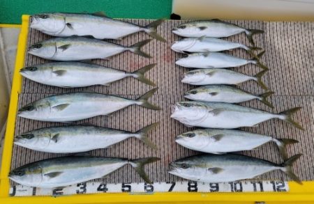 火遠理丸(ほおりまる) 釣果