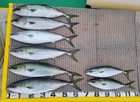 火遠理丸(ほおりまる) 釣果