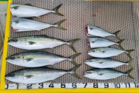 火遠理丸(ほおりまる) 釣果