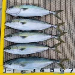 火遠理丸(ほおりまる) 釣果