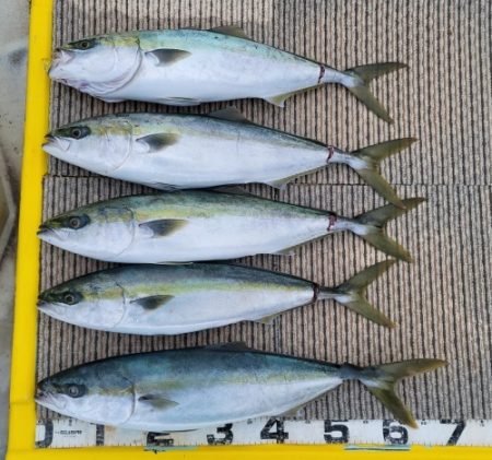 火遠理丸(ほおりまる) 釣果