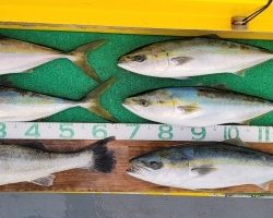 火遠理丸(ほおりまる) 釣果