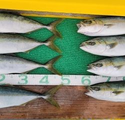 火遠理丸(ほおりまる) 釣果