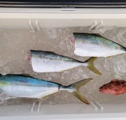 火遠理丸(ほおりまる) 釣果