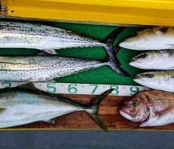 火遠理丸(ほおりまる) 釣果