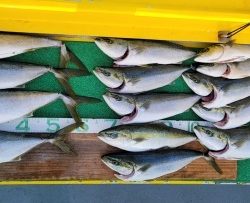 火遠理丸(ほおりまる) 釣果