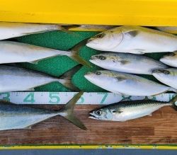 火遠理丸(ほおりまる) 釣果