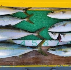 火遠理丸(ほおりまる) 釣果