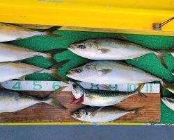 火遠理丸(ほおりまる) 釣果