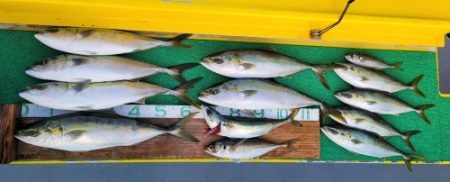 火遠理丸(ほおりまる) 釣果